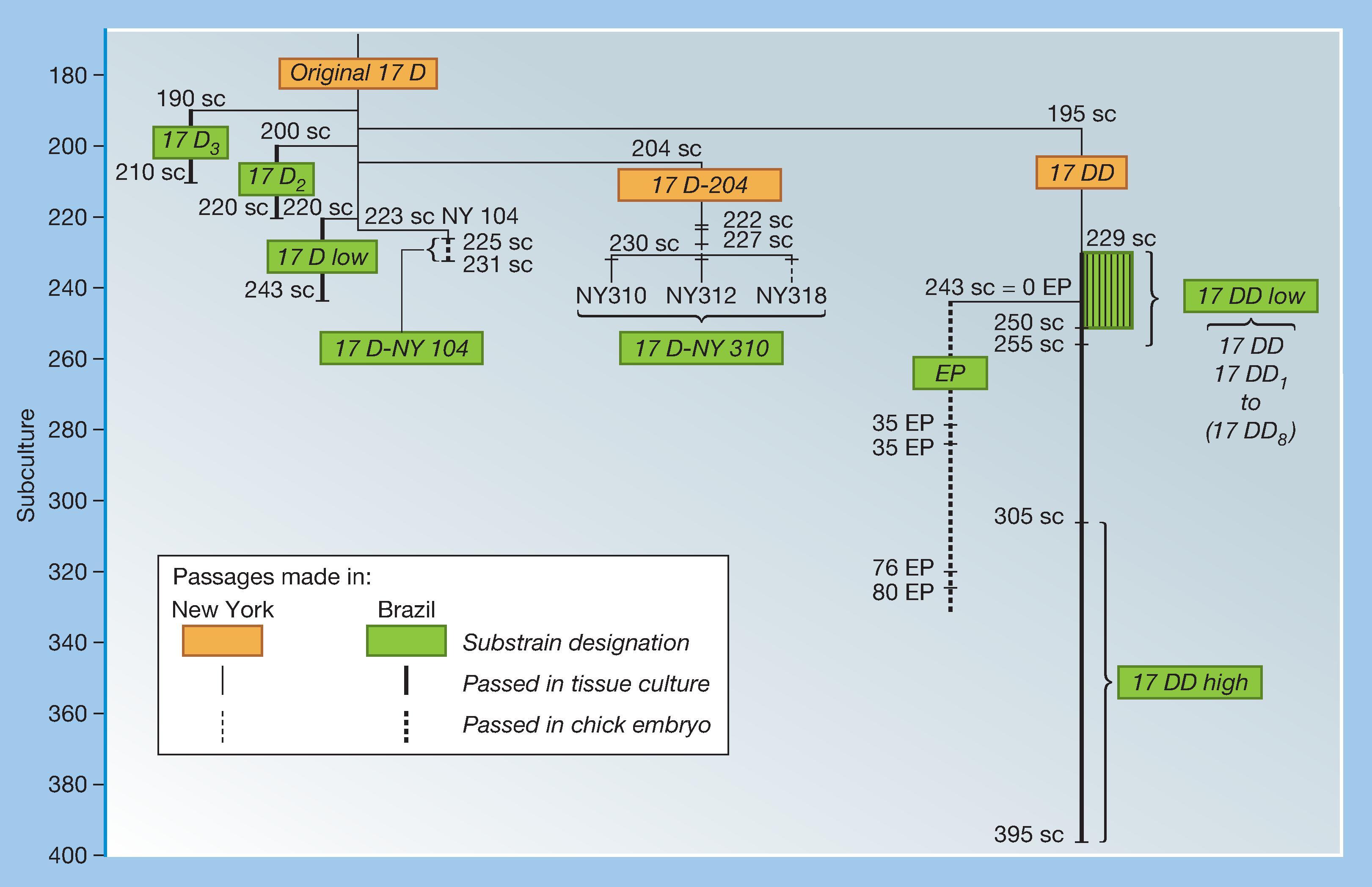 Fig. 64.6, Derivation of early vaccine lots from the original 17D virus before the seed lot system was introduced (see text).