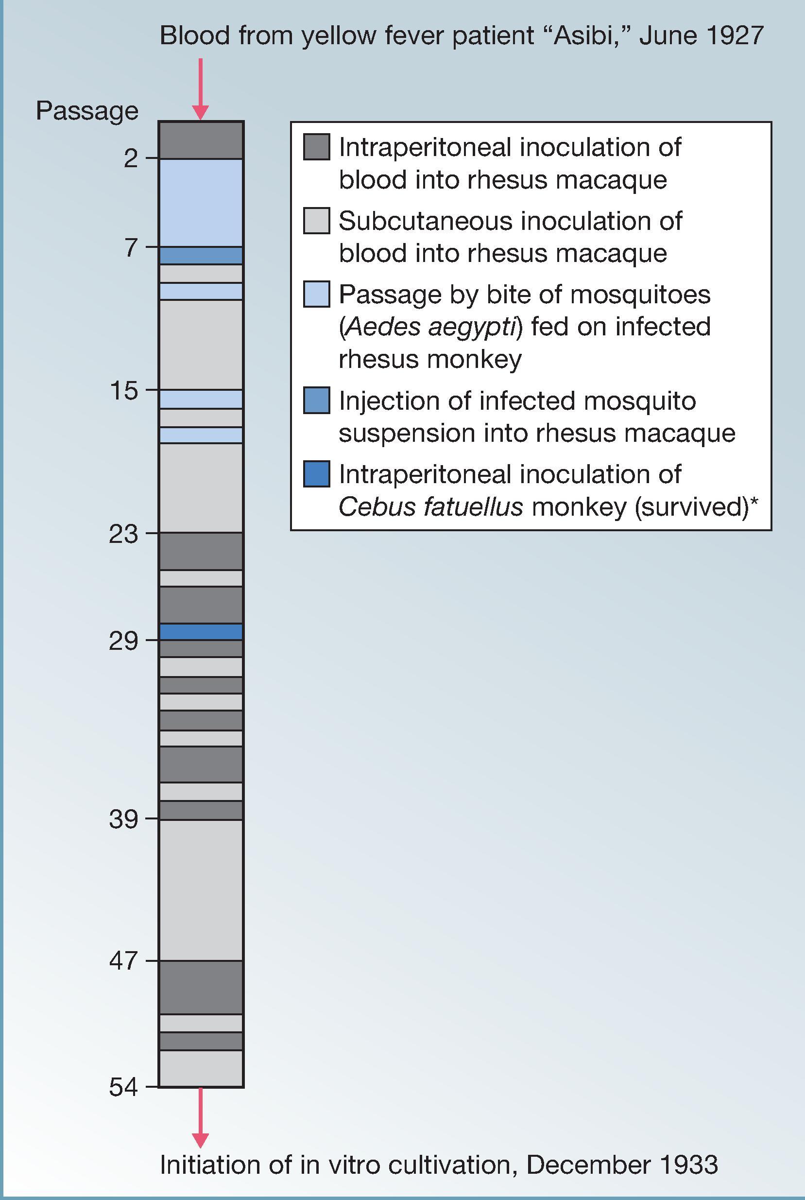 Fig. 64.7, Passage history of Asibi virus from original isolation to the initiation of in vitro culture for development of the 17D vaccine. *This inoculation is not counted by the authors but represents a passage in the history of Asibi virus before cultivation in vitro.