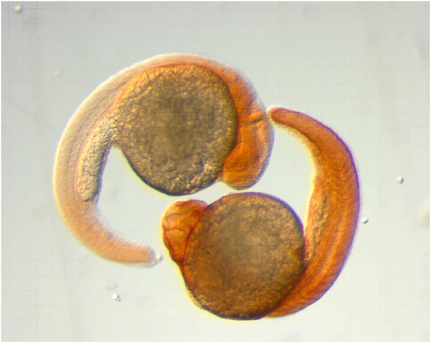 Figure 5.1, Zebrafish embryos. The yolk sac can be injected with cells to study their proliferation, migration, and angiogenic properties in vivo .