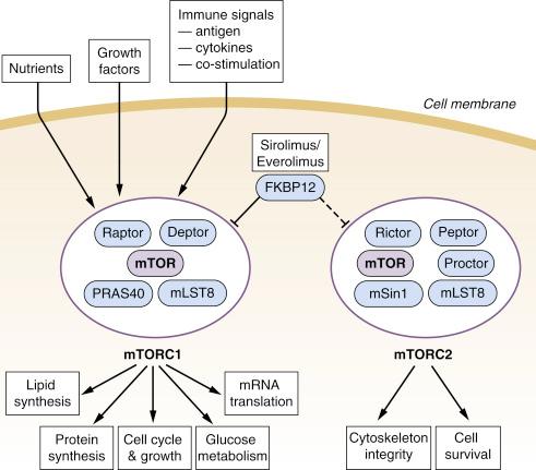 Fig. 18.2, Highly simplified schematic representation of the mechanism of action of mammalian target of rapamycin (mTOR) inhibitors.