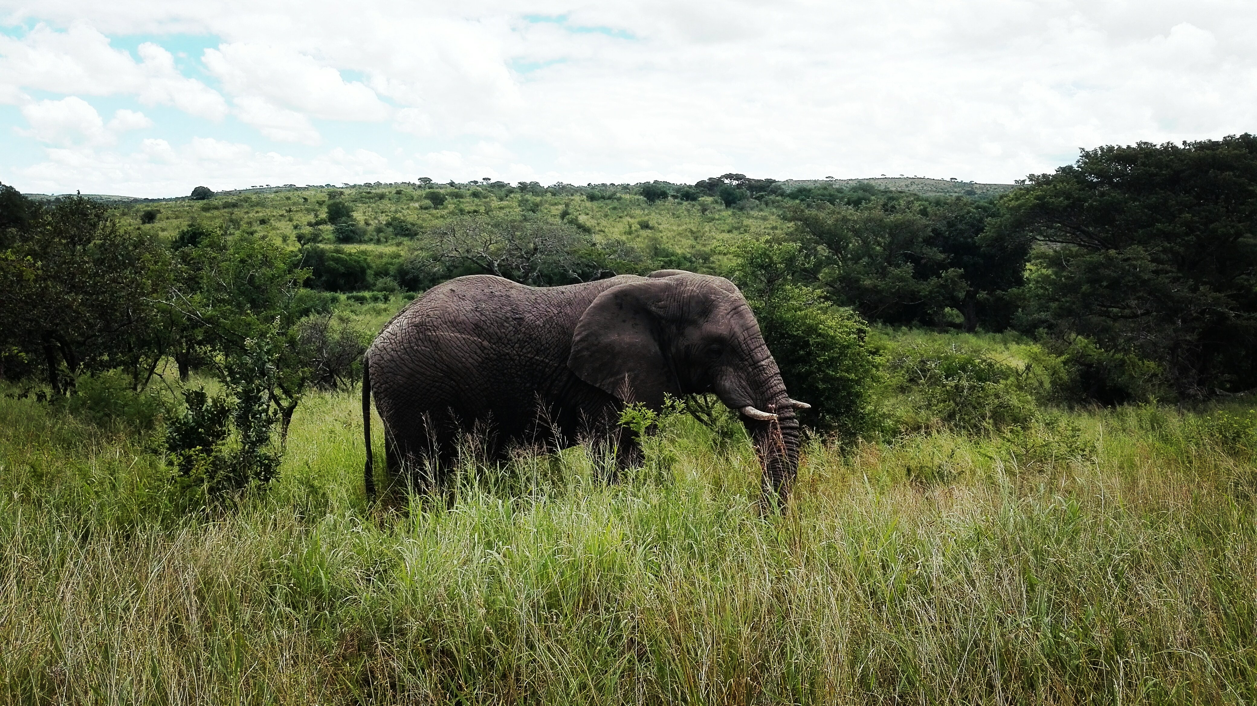 wilde dieren spotten tijdens je vakantie in Zuid Afrika