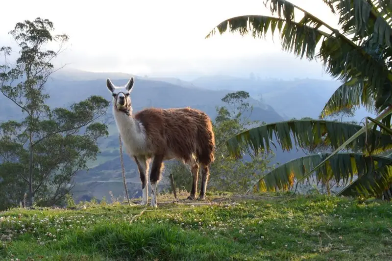 Groepsrondreis Ecuador
