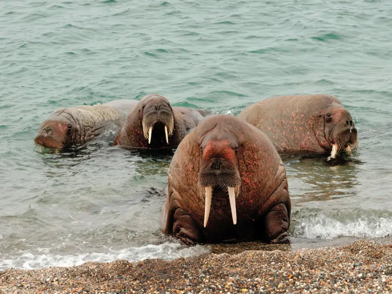 Groepsrondreis Spitsbergen 8, 11 of 15 dagen