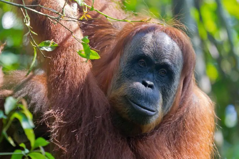 Groepsrondreis Sumatra, Java en Bali