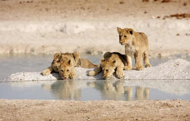 Rondreis NAMIBIË - Internationale Groepsreis - 15 dagen; Hoogtepunten van Namibië