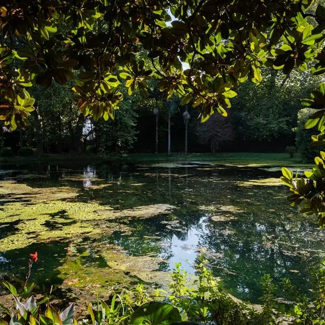 Canto's Green Garden