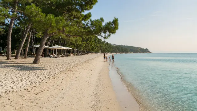 Pijnbomen tot op een licht zandstrand met ondiep turquoise water in Pefkochori, Chalkidiki