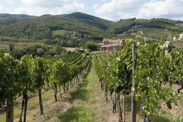 Wijngaarden en glooiende heuvels in de Chianti