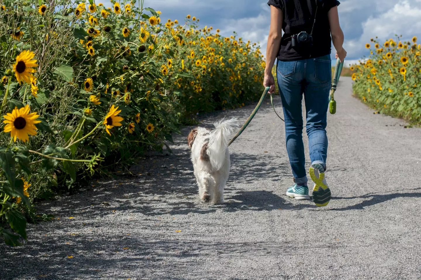 De Perfecte Vakantie in de Provence met je Hond