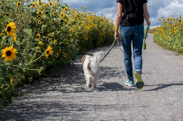 De Perfecte Vakantie in de Provence met je Hond