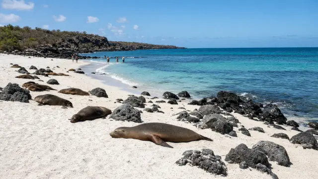 Zeeleeuwen op een wit strand met lavarotsen op de Galápagoseilanden, met kleine figuren aan de waterlijn