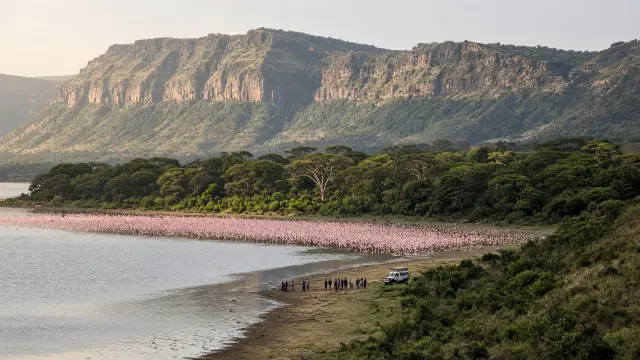 Flamingo's aan de oever van Lake Nakuru met een kleine groep reizigers bij een safarivoertuig