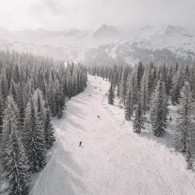 Skiërs op de brede rode en blauwe pistes van skigebied La Forêt Blanche met lariksbossen en bergtoppen op de achtergrond