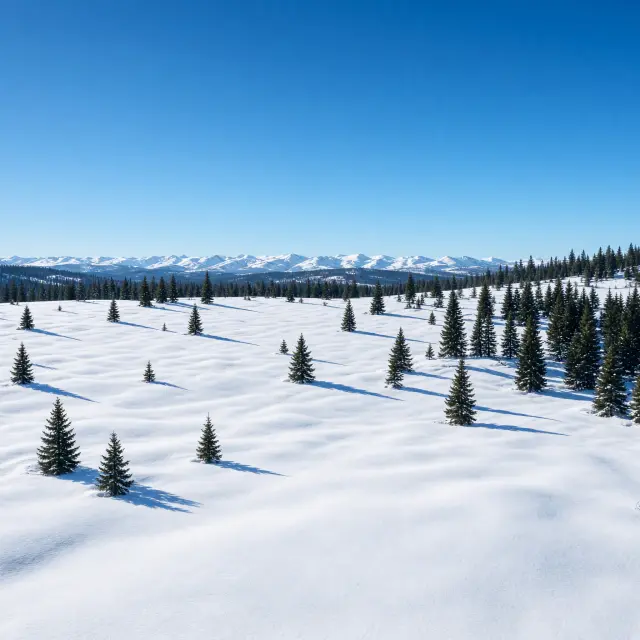 Besneeuwde langlaufloipe tussen sparren op het hoogplateau van Les Saisies met bergtoppen op de achtergrond