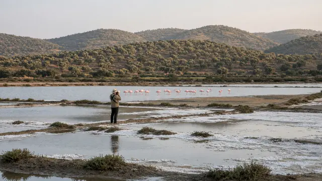 Flamingo's in de ondiepe lagunes bij de zoutpannen aan de golf van Kalloni op Lesbos