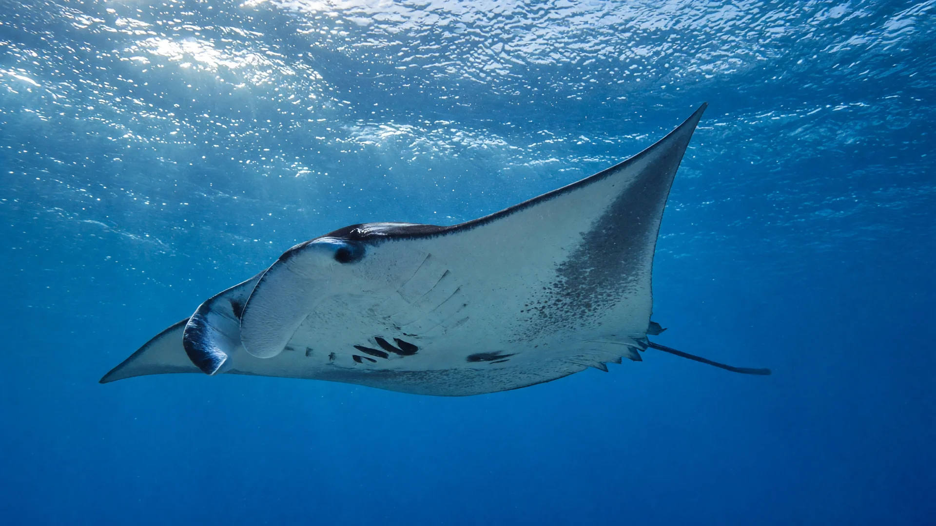 Mantarog in helderblauw water in het Baa-atol