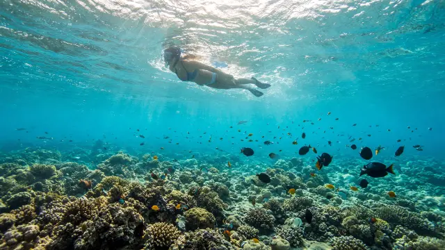Snorkelaar boven een koraalrif met tropische vissen in helder water