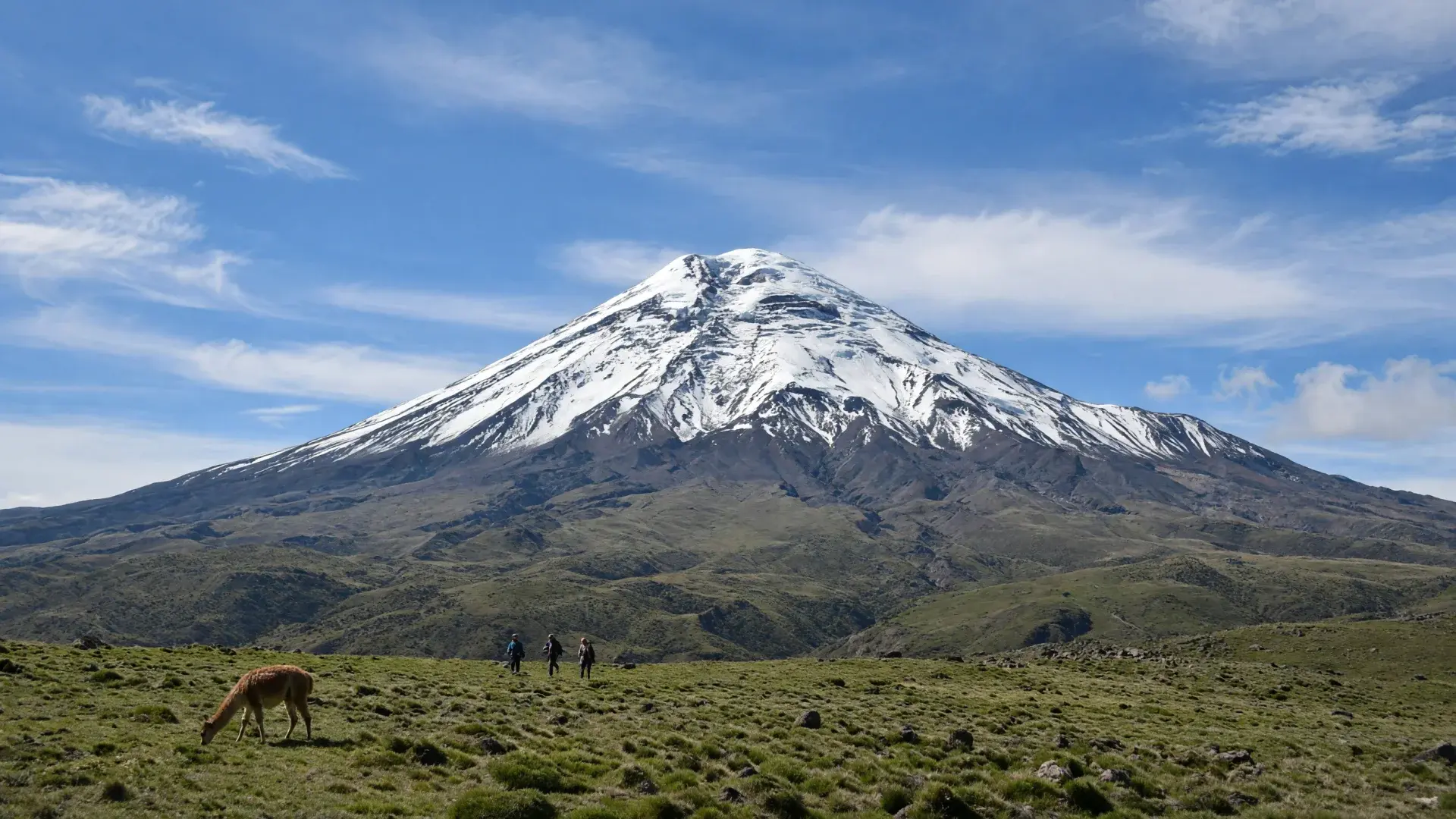 De besneeuwde vulkaan Cotopaxi boven de Andes met een lama, Ecuador