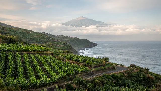 Bananenplantages in het groene Orotava-dal met de Teide op de achtergrond op Tenerife