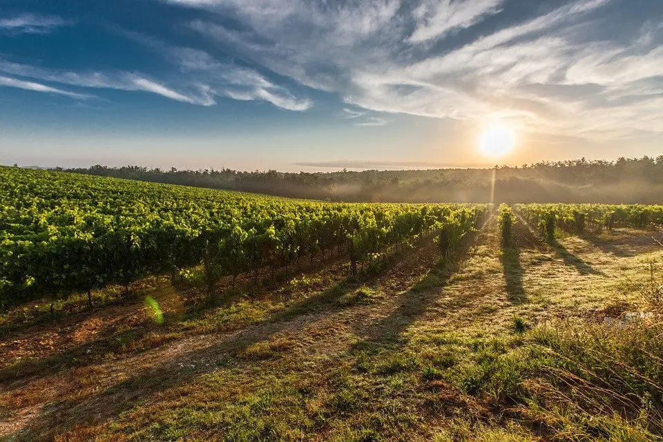 Wijngaard in Toscane bij zonsondergang