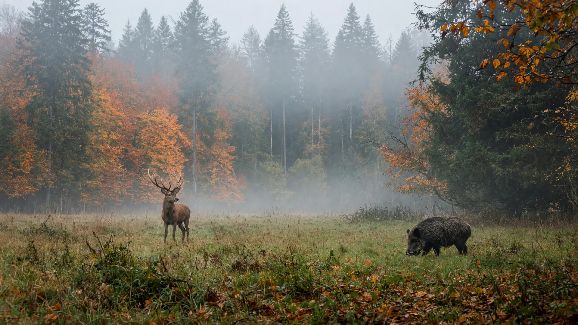 Herten en everzwijnen in een bosrijk wildpark