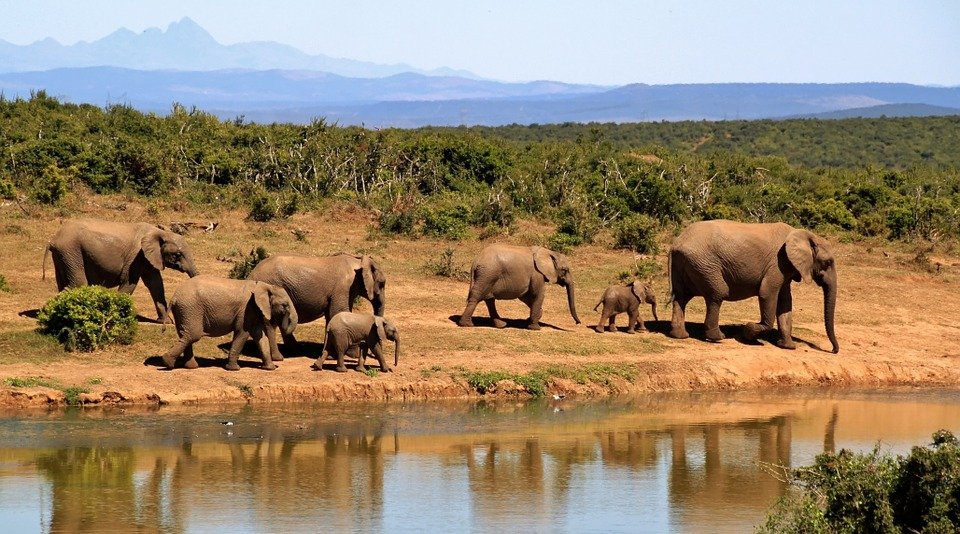 Big Five in Zuid Afrika