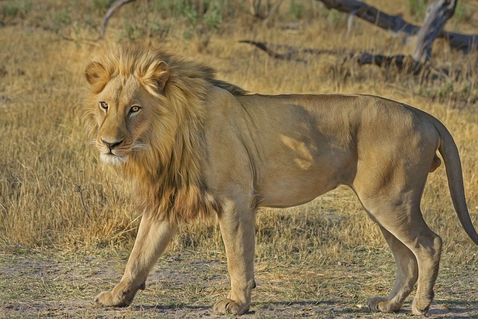 Leeuw, Afrika safari Kenia