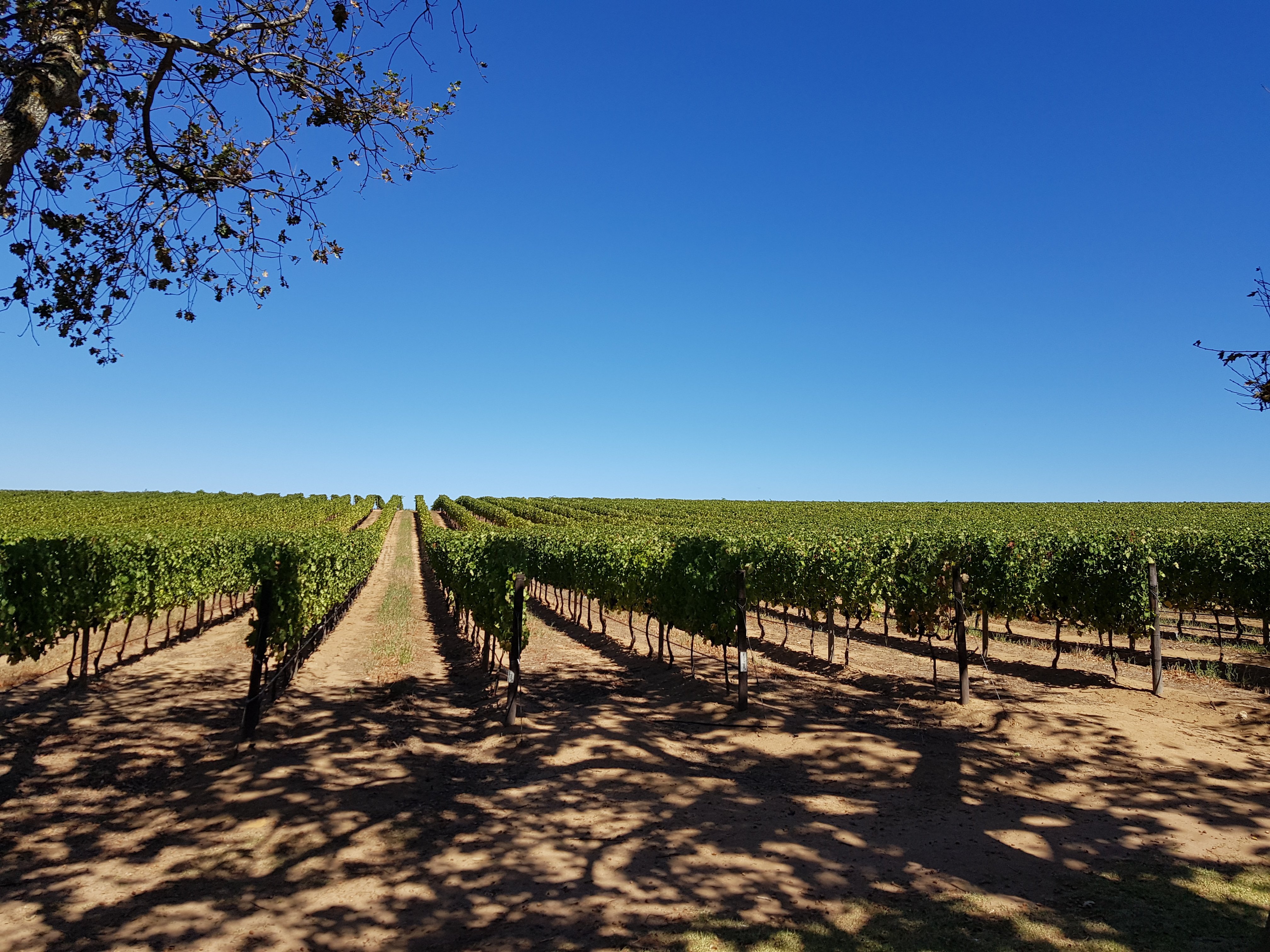 Vineyards Kaapstad - Zuid Afrika