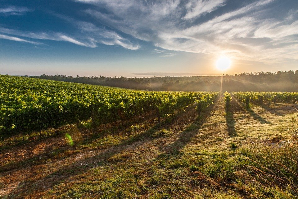 Wijngaarden in Toscane