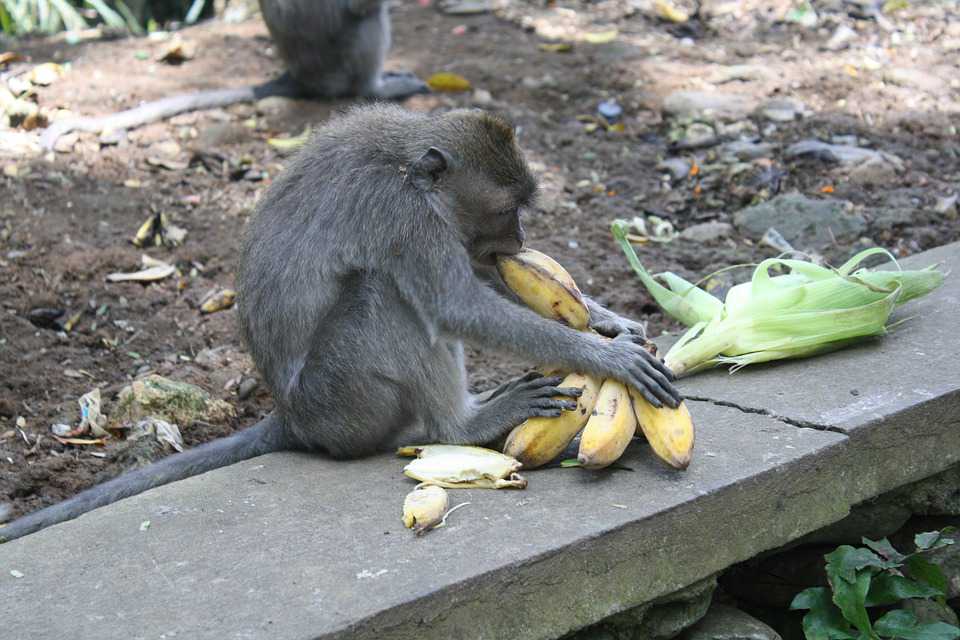 monkey forest ubud