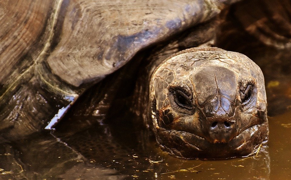 Schildpadden spotten op de Galapagos Eilanden