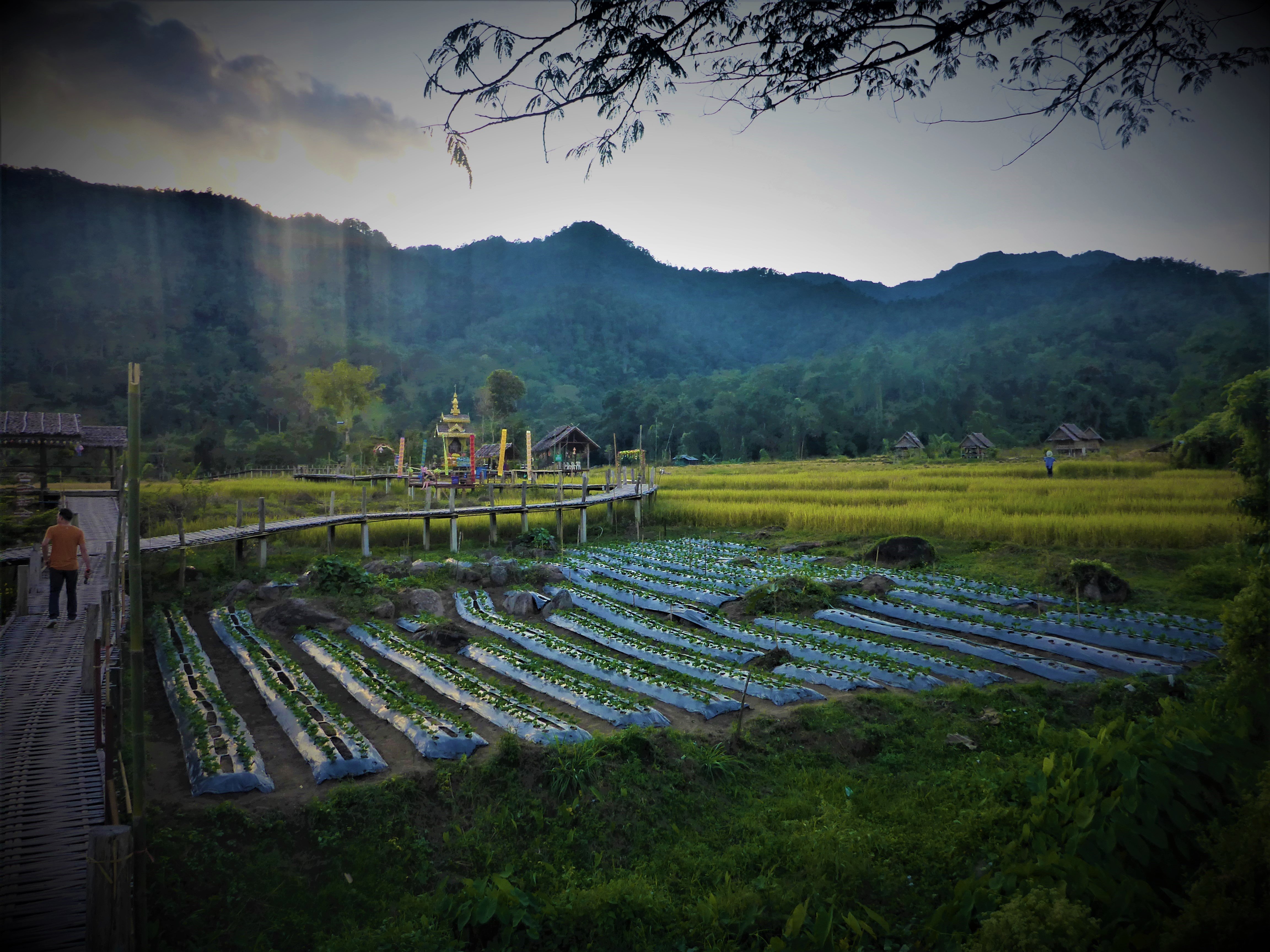 Bamboo Bridge in Pai