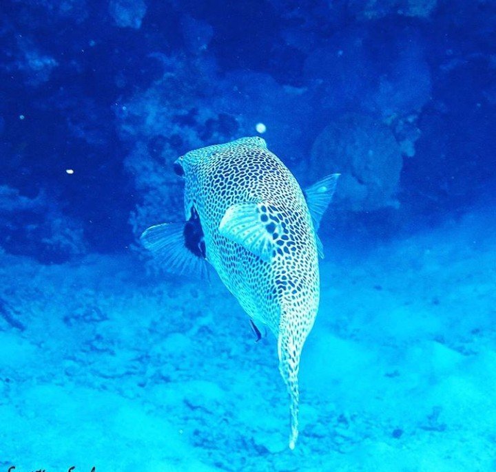 Mooie visjes in het water