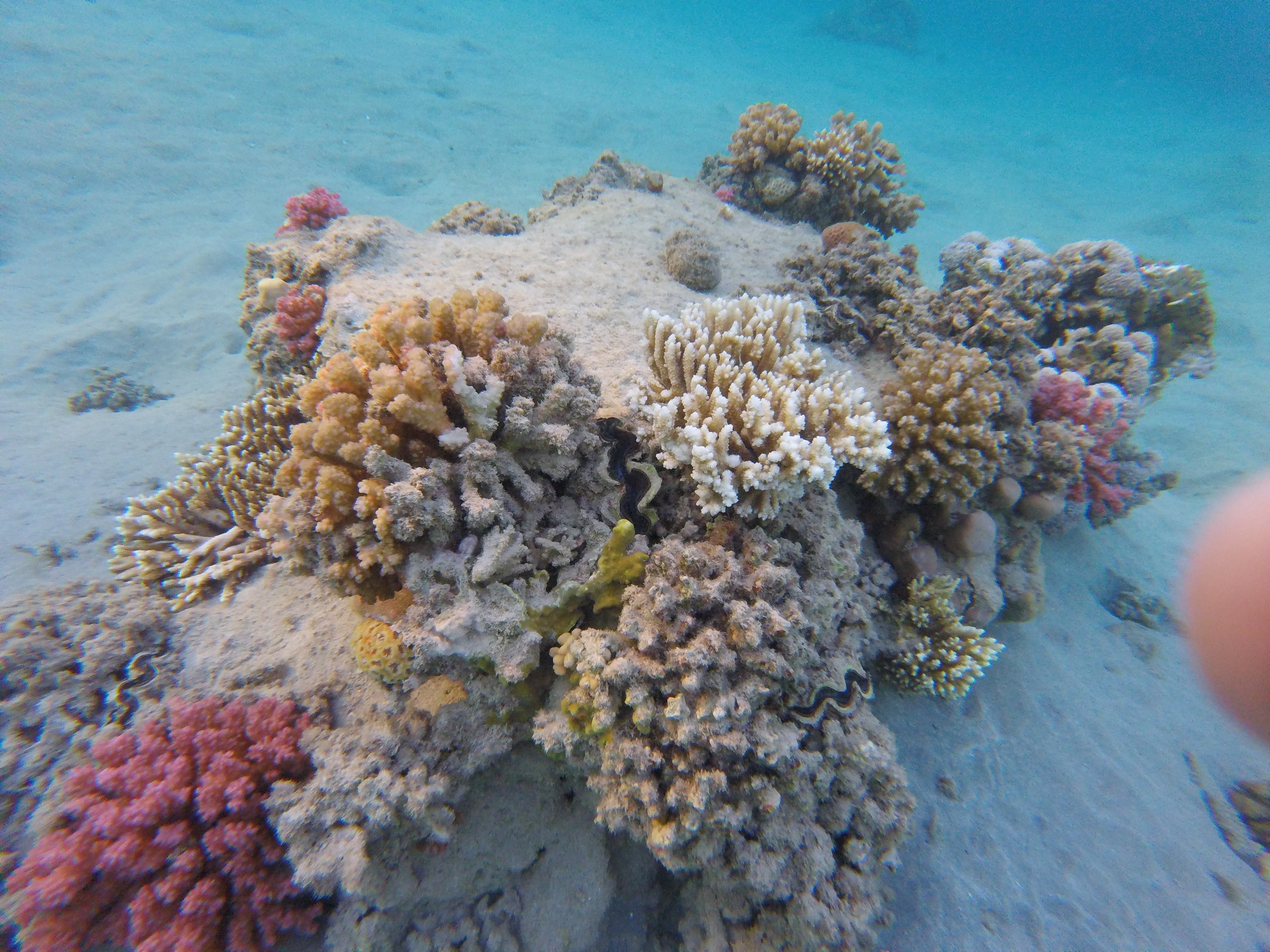 Snorkelen in Marsa Alam, huisrif.