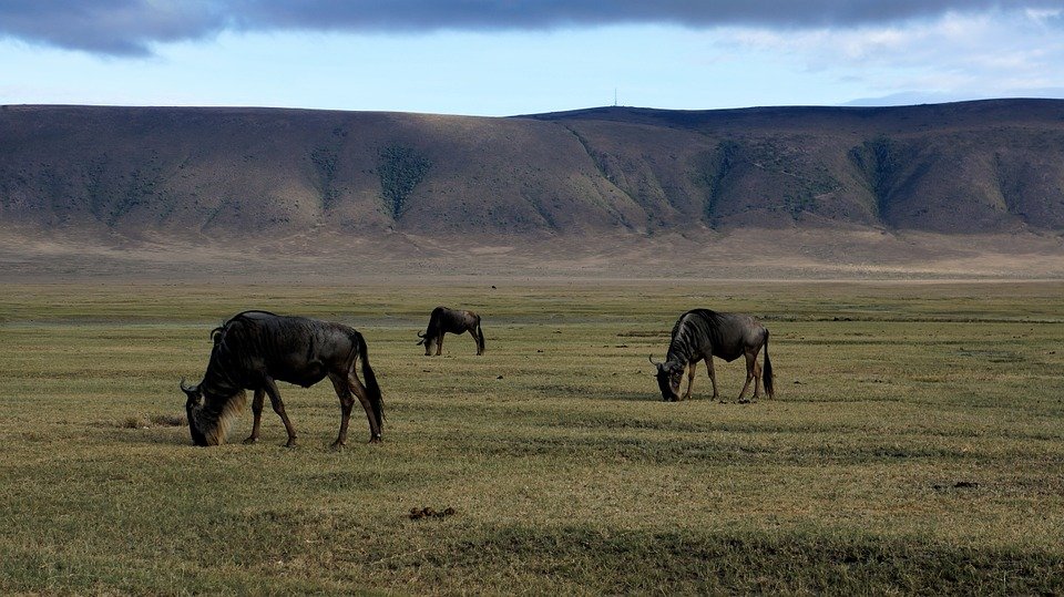 Ngorongoro krater Tanzania