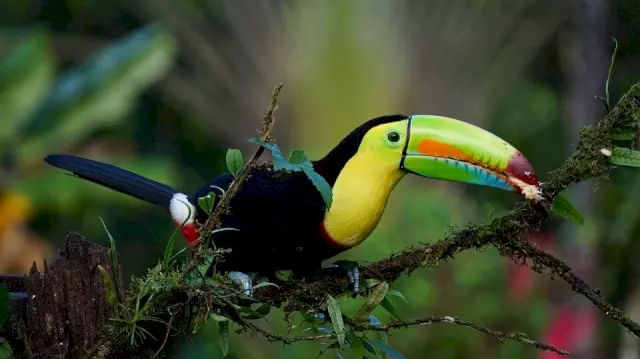 toekan in het regenwoud in Costa Rica