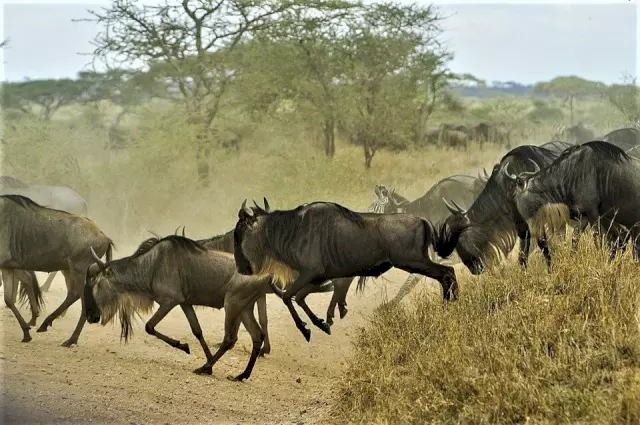 serengeti - beste plaatsen om wilde dieren te spotten