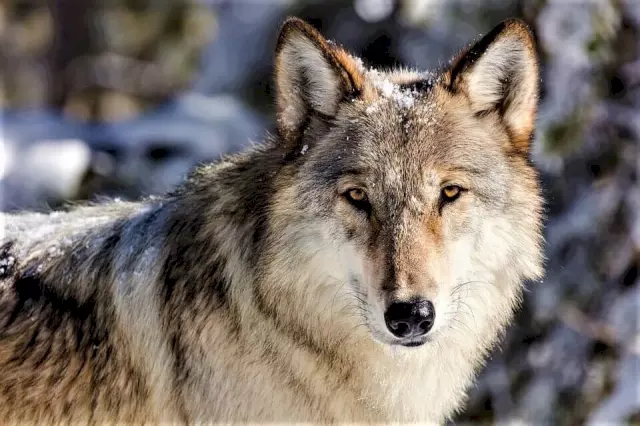 Dieren spotten in Yellowstone National Park