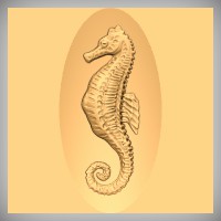 Sea Horse