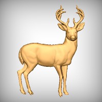 Deer 3