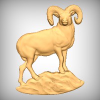 Big Horn Sheep 1