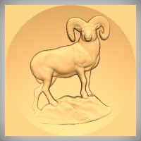 Big Horn Sheep 1