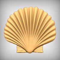 Scallop Shell