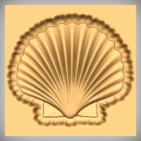 Scallop Shell