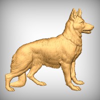 Alsatian Dog