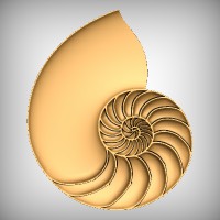 Nautilus Shell