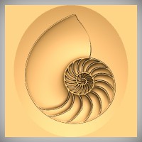 Nautilus Shell