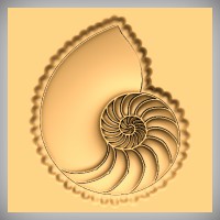 Nautilus Shell