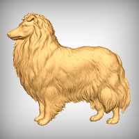 Rough Collie