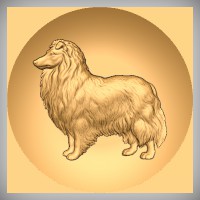 Rough Collie